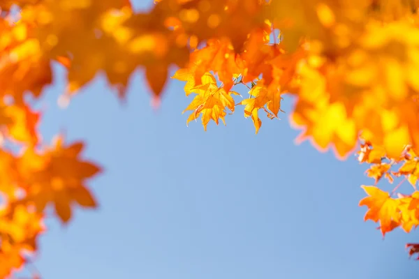 Autum in Hokkaido, Japan — Stock Photo, Image