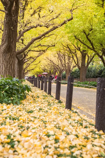 Icho Namiki Street in Tokyo, Japan on The street nearby Meiji J — Stock Photo, Image