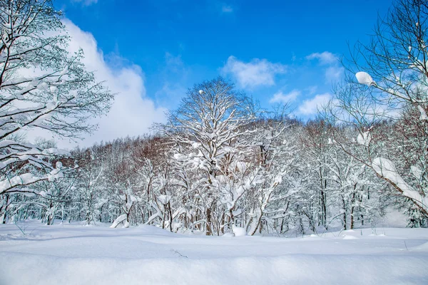 Neve sul monte, Hokaido — Foto Stock