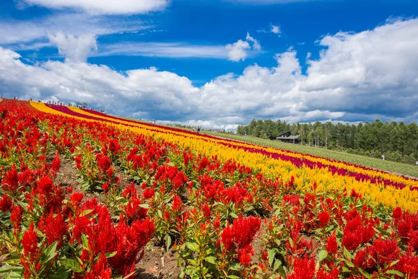 Flowers — Stock Photo, Image