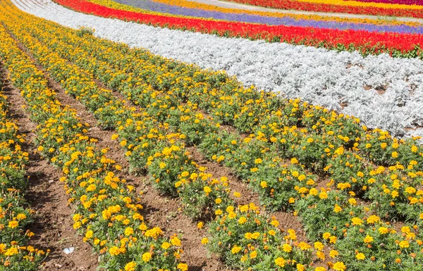 Flores — Foto de Stock