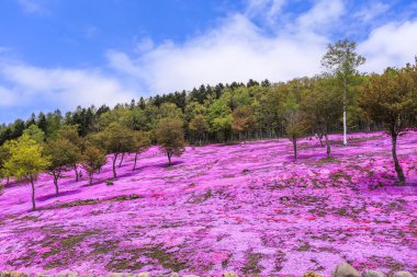 Dağ, Takinoue, Hokkaido pembe çiçekli manzara 
