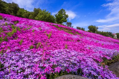 Dağ, Takinoue, Hokkaido pembe çiçekli manzara 