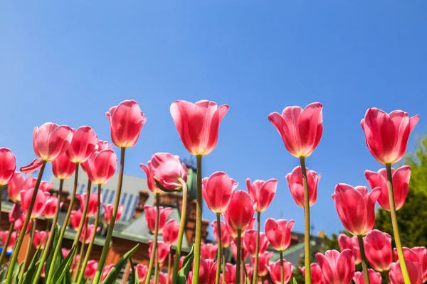 Tulipany w ogrodzie. — Zdjęcie stockowe