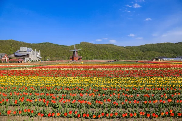 Tulips in the garden — Stock Photo, Image