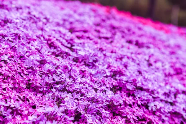 Landscape with pink flowers on the mountain, Takinoue, Hokkaido — Stock Photo, Image