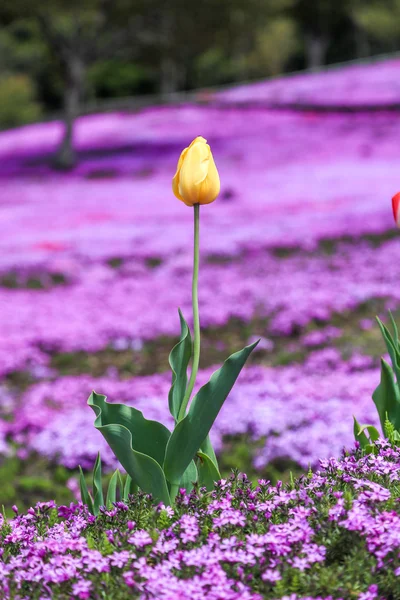 Paisaje con flores rosas en la montaña, Takinoue, Hokkaido — Foto de Stock