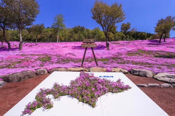 Пейзаж с розовыми цветами на горе, Takinoue, Hokkaido — стоковое фото