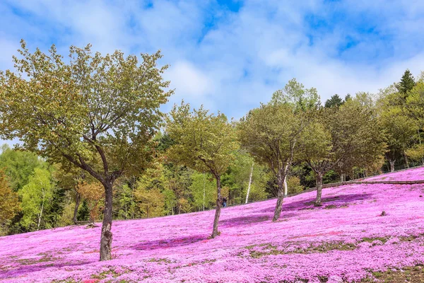 Пейзаж с розовыми цветами на горе, Takinoue, Hokkaido — стоковое фото