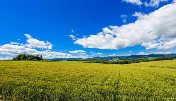 Agricoltura in zona remota, Hokkaido — Foto Stock