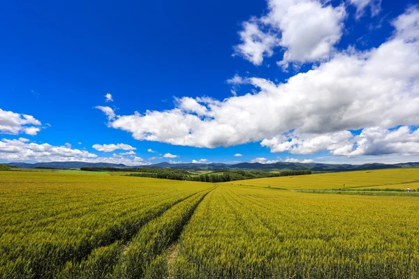 Rolnictwo na odludziu, Hokkaido — Zdjęcie stockowe