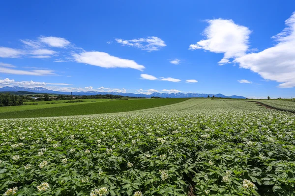 Agriculture at remote area, Hokkaido — Stock Photo, Image