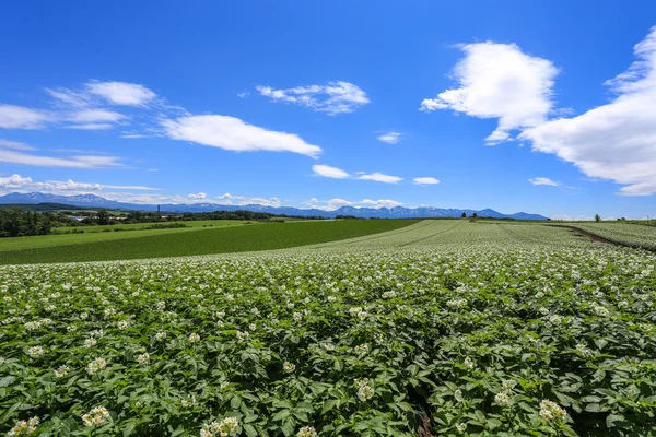 Agricultura en la zona remota, Hokkaido —  Fotos de Stock