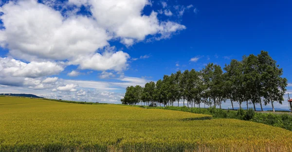 Rolnictwo na odludziu, Hokkaido — Zdjęcie stockowe