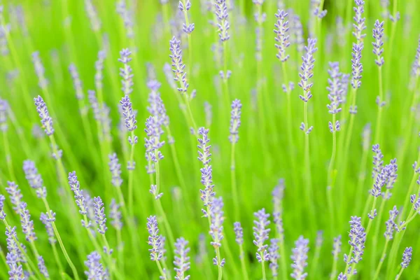 Lavendelfarm in Furano, Hokkaido — Stockfoto