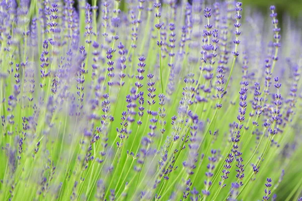 Granja de lavanda en Furano, Hokkaido — Foto de Stock