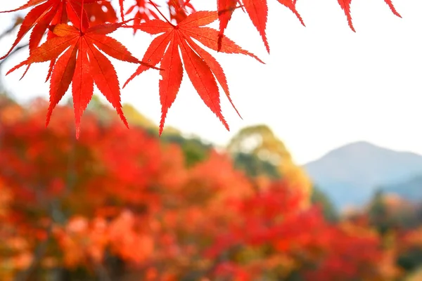 Jesień w Hokkaido, Japonia — Zdjęcie stockowe