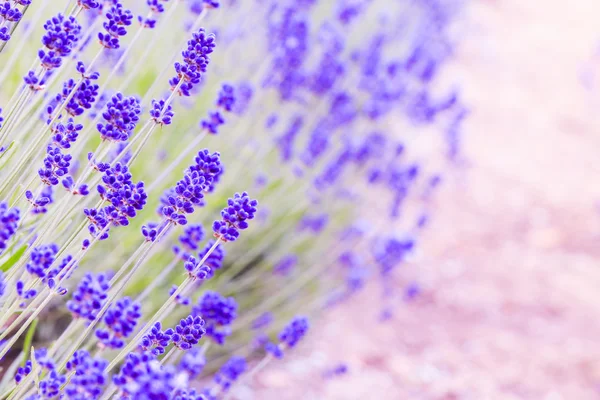 Granja de lavanda en Furano, Hokkaido — Foto de Stock