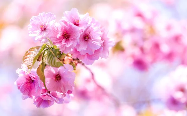 Сакура, знаменитый цветок Японии Лицензионные Стоковые Изображения