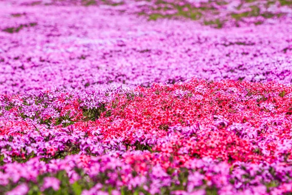 Пейзаж с розовыми цветами на горе, Takinoue, Hokkaido Стоковая Картинка