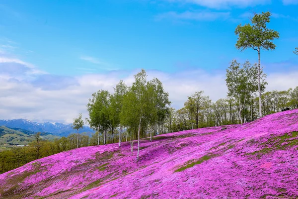 Пейзаж с розовыми цветами на горе, Takinoue, Hokkaido Лицензионные Стоковые Изображения