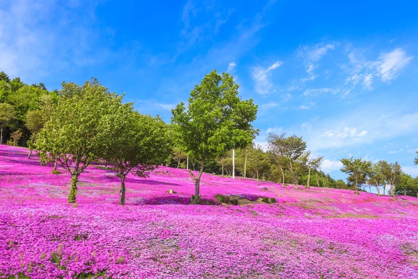 Пейзаж с розовыми цветами на горе, Takinoue, Hokkaido Лицензионные Стоковые Фото