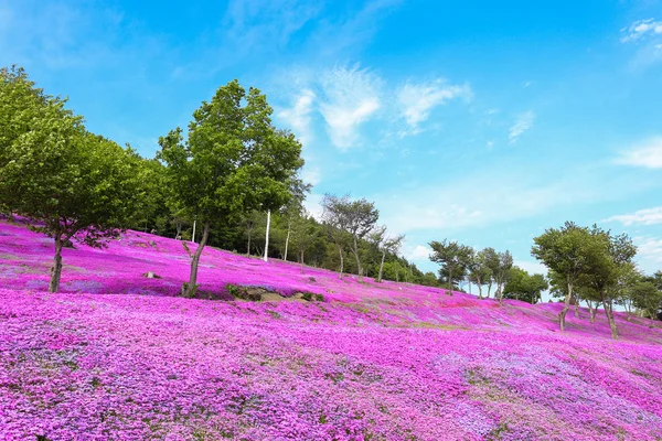 Пейзаж с розовыми цветами на горе, Takinoue, Hokkaido Стоковое Фото
