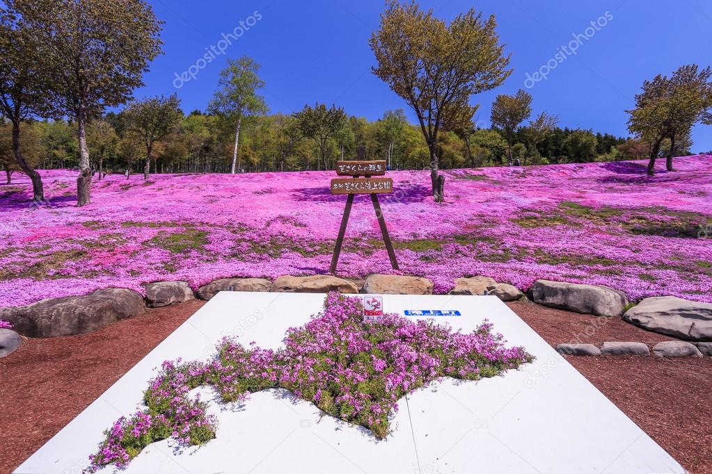 Landscape with pink flowers on the mountain, Takinoue, Hokkaido 