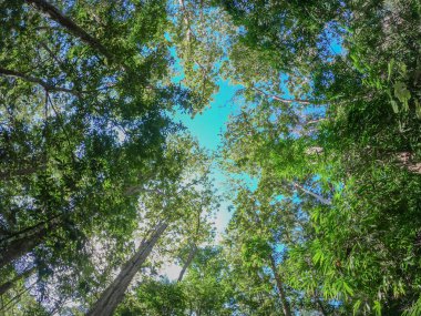 Orman ağaçları, doğanın ışığıyla