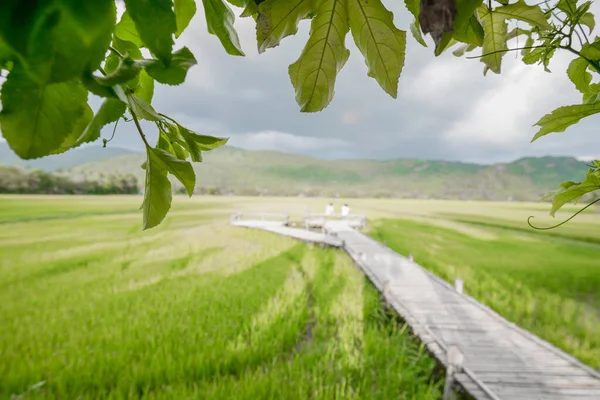 田んぼに木橋のある緑の葉のフレーム — ストック写真