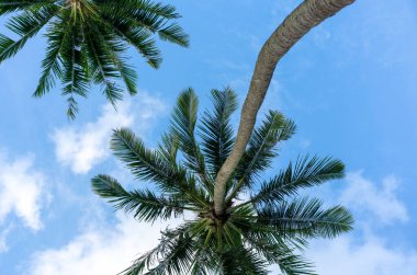 Mavi gökyüzü olan hindistan cevizi ağacı. Yaz tatili geçmişi