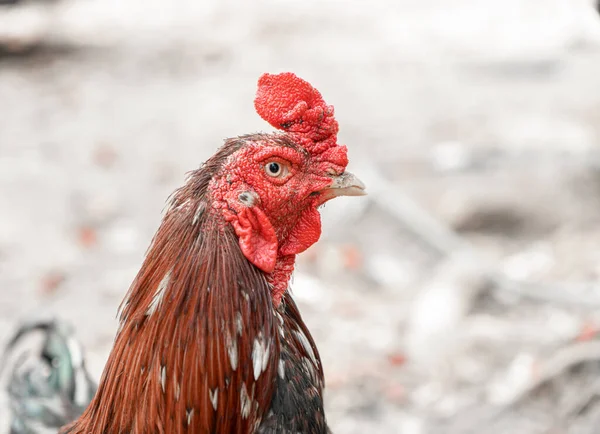 Gros Plan Visage Poulet Sur Fond Nature — Photo