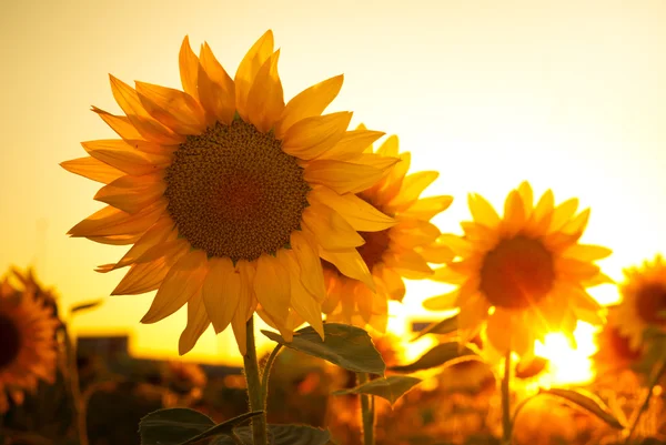 Suflowers no campo — Fotografia de Stock