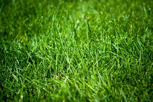 Hierba verde con gotas de lluvia —  Fotos de Stock