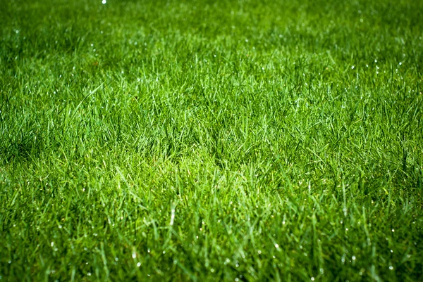 Grüner Rasen mit Regentropfen — Stockfoto