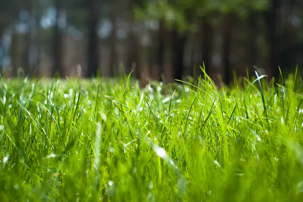 Hierba verde con gotas de lluvia — Foto de Stock