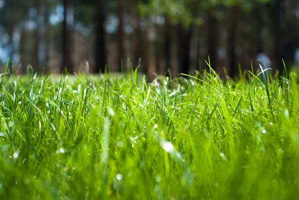 Hierba verde con gotas de lluvia — Foto de Stock