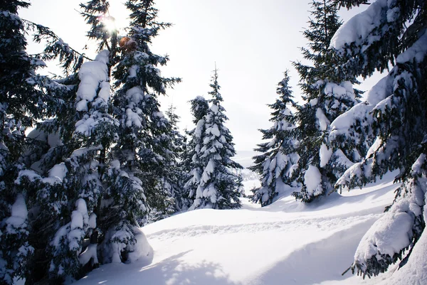 Foresta invernale — Foto Stock