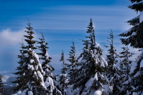 Abete invernale — Foto Stock