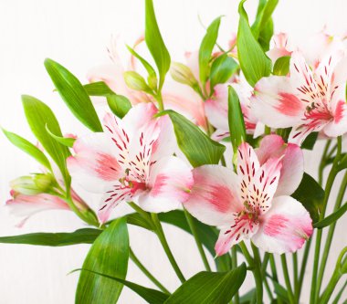 alstroemeria