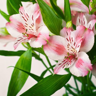 alstroemeria