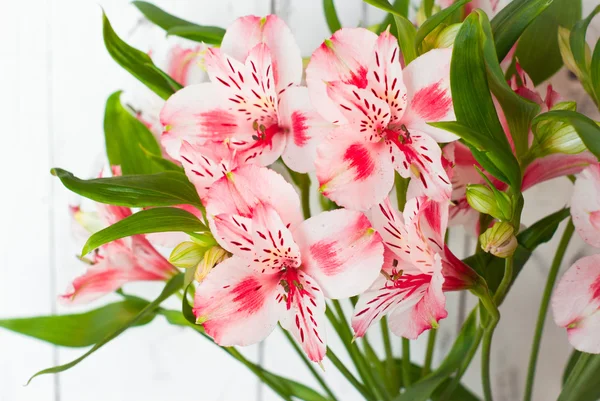 Alstroemeria på hvit . – stockfoto