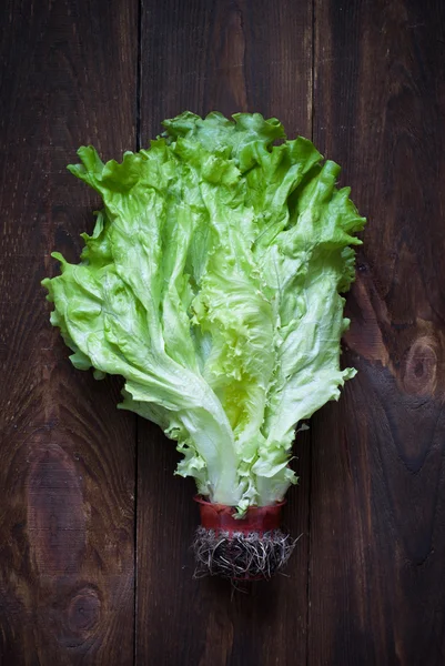 Свіжий салат — стокове фото