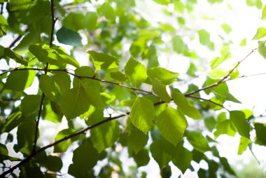 Şubesine yeşil yaprakları