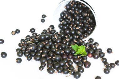 Siyah frenk üzümü 