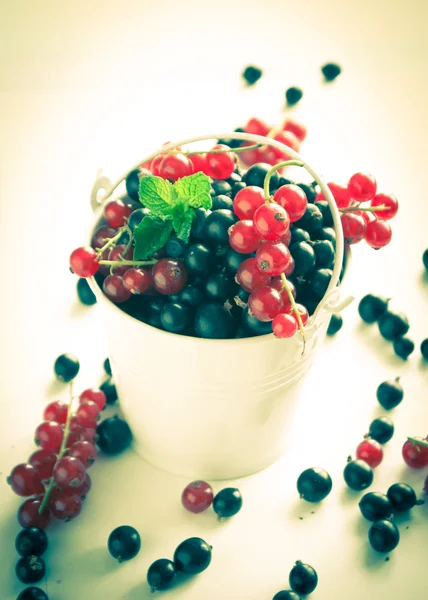 Black currant and red currants — Stock Photo, Image