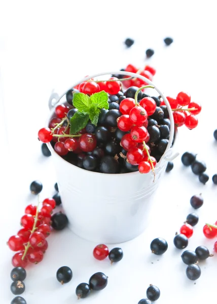 Black currant and red currants — Stock Photo, Image