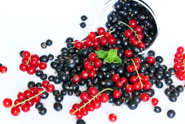 Black currant and red currant — Stock Photo, Image