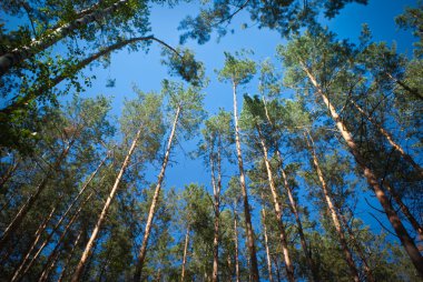 Güneşli yaz huş ağacı orman.