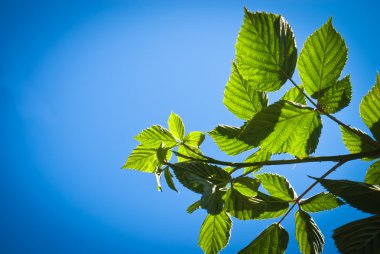 mavi gökyüzü arka planında yeşil yapraklar
